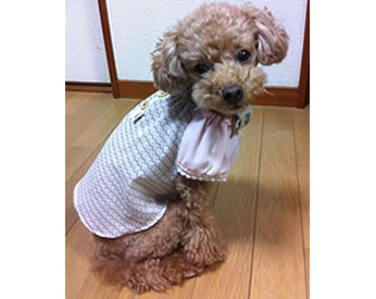 女の子らしいワンちゃん用スモック